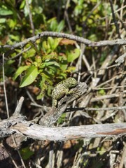 lizard on a tree