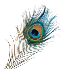 Peacock Feather Isolated on White Background