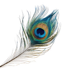 Peacock Feather Isolated on White Background