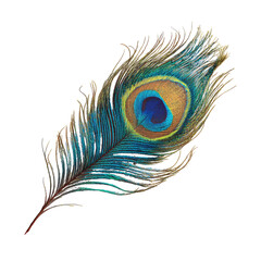 Peacock Feather Isolated on White Background