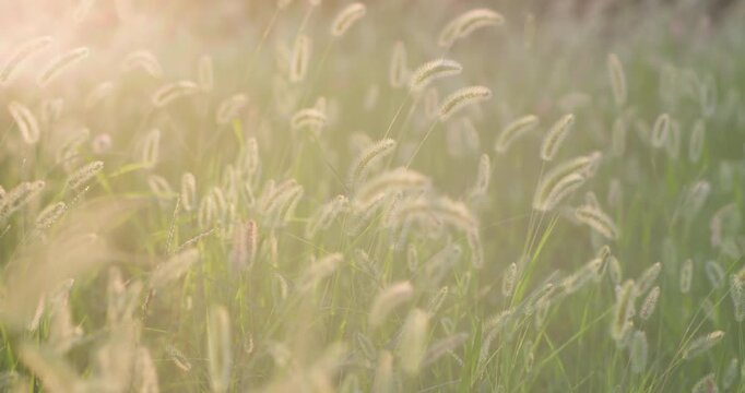 Chinese mother and son playing with foxtail grass outdoors