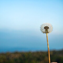 Fototapeta premium Dandelion against a pale blue sky