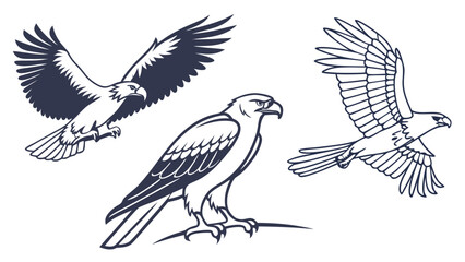 Obraz premium eagle in flight vector