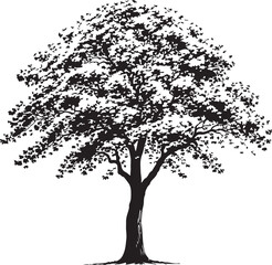 Fototapeta premium Black silhouette of a deciduous tree with a full canopy of leaves and visible roots black and white