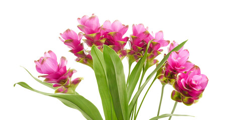 Siam tulip flower with leaves, Pink tropical flower isolated on white background with clipping path 