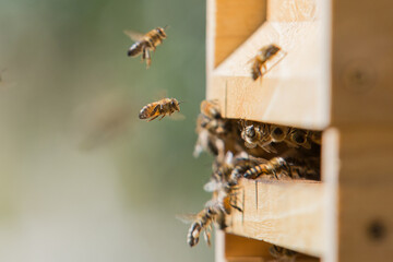 Honey bees at the beehive collecting honey together