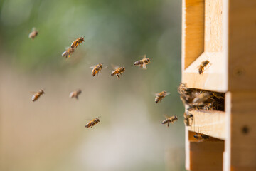 Honey bees at the beehive collecting honey together