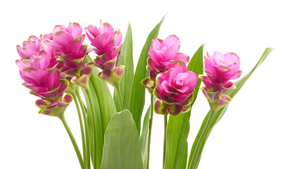 Siam tulip flower with leaves, Pink tropical flower isolated on white background with clipping path 