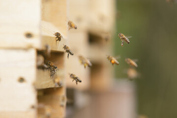Honey bees at the beehive collecting honey together