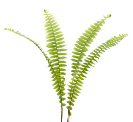 Sword fern or Boston fern, Fern isolated on white background, with clipping path  