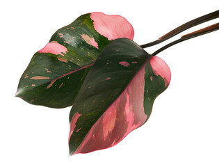 Philodendron Pink Princess plant, Philodendron Erubescens leaves, isolated on white background, with clipping path    © DEWINs
