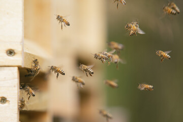 Honey bees at the beehive collecting honey together