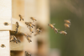Honey bees at the beehive collecting honey together