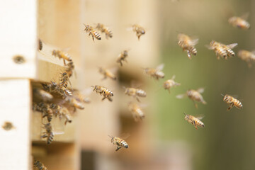 Honey bees at the beehive collecting honey together