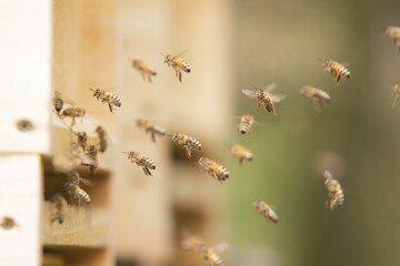 Honey bees at the beehive collecting honey together