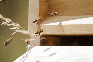 Honey bees at the beehive collecting honey together