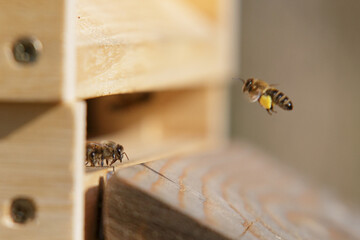 Honey bees in close up at the beehive collecting honey together
