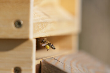 Honey bees in close up at the beehive collecting honey together