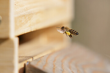 Honey bees in close up at the beehive collecting honey together