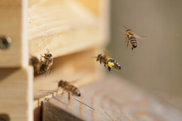 Honey bees in close up at the beehive collecting honey together