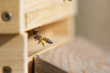 Honey bees in close up at the beehive collecting honey together