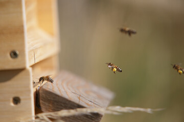 Honey bees in close up at the beehive collecting honey together