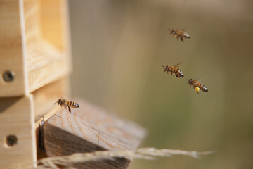 Honey bees in close up at the beehive collecting honey together