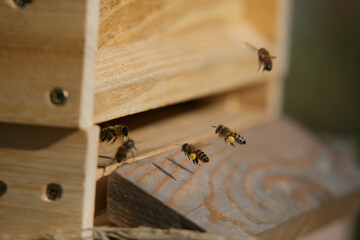 Honey bees in close up at the beehive collecting honey together