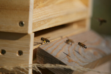 Honey bees in close up at the beehive collecting honey together