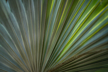 Obraz premium Palm leaves background. Green leaves wallpaper. Exotic jungle foliage. Leaves tropical greenery. Palm leaf closeup shot. Tropical leaf pattern. Palm leaves backdrop. Green palm background.