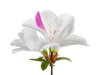 Naklejka premium Azaleas flowers with leaves, White flowers isolated on white background with clipping path
