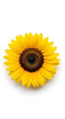 Fototapeta premium Sunflower close-up, vibrant yellow petals