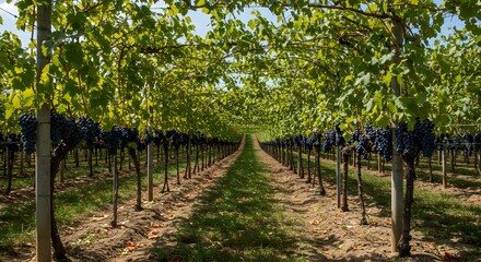 Fototapeta premium Vineyard Rows of Ripe Grapes Under Summer Sun: A Picturesque Wine Country Scene