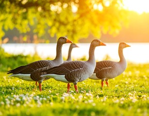Obraz premium Four geese in a field at sunset