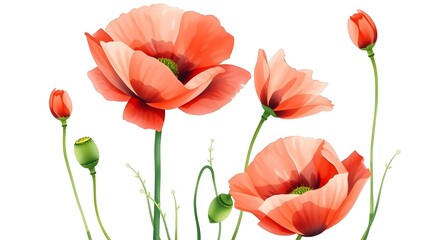 A delicate watercolor depiction of red poppies with green stems, rendered in a realistic botanical art style and isolated on white.