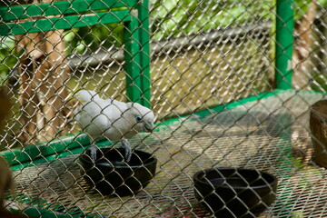 White Cockatoo in Aviary