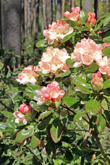Rhododendron in spring
