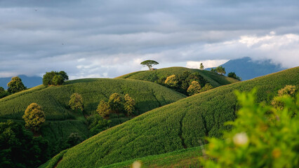 Obraz premium Landscape of mountains and corn field in Phrae, Thailand
