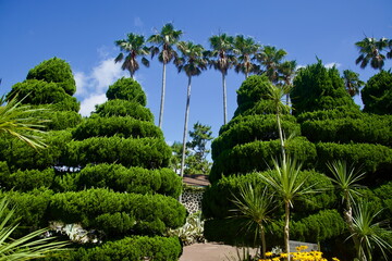 Topiary Mounds and Palms