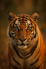 Fototapeta premium portrait of a tiger