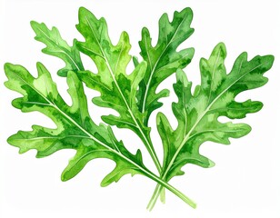Watercolor painting of fresh arugula leaves, healthy eating, botanical illustration