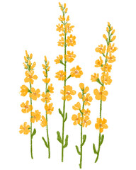 Yellow lupine flowers in oil painting hand drawn illustration. 