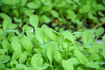 Brassica juncea sapling small leaf on the vegetable plot in the garden in the morning There is a sunny show.