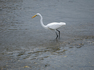 魚を狙う猪名川のダイサギ