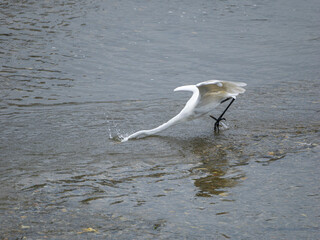 魚を狙う猪名川のダイサギ