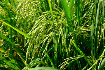View of young rice fields, bright green, blurred nature background.