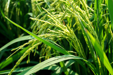 View of young rice fields, bright green, blurred nature background.