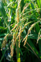 View of young rice fields, bright green, blurred nature background.