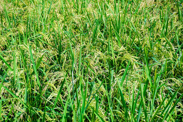 View of young rice fields, bright green, blurred nature background.