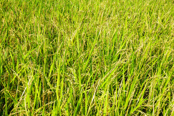 View of young rice fields, bright green, blurred nature background.